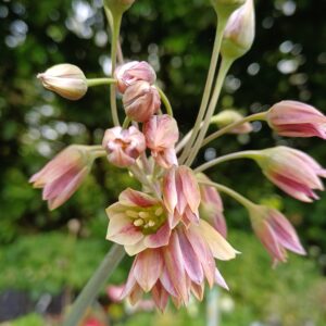 Bulgaarse ui - Nectaroscordum siculum - Afbeelding 2