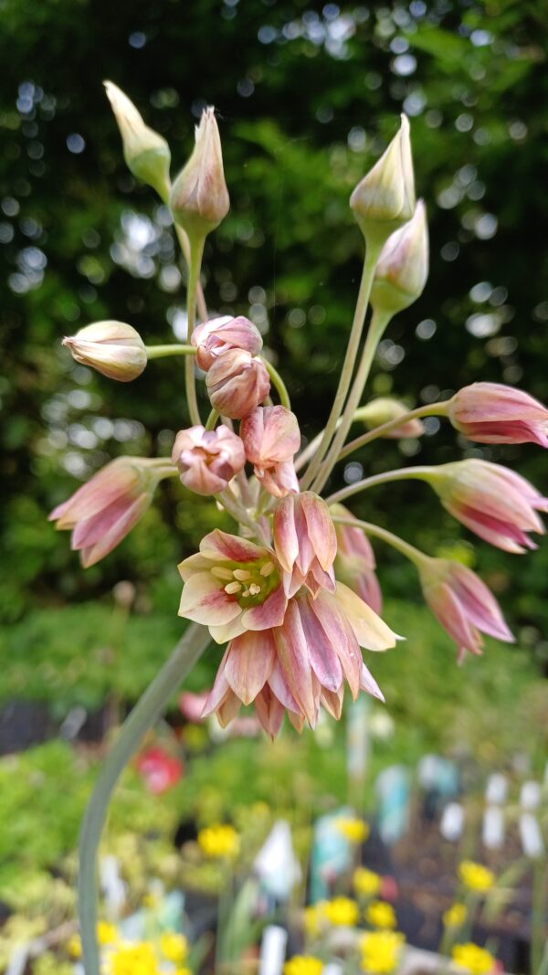 Bulgaarse ui - Nectaroscordum siculum