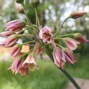 Bulgaarse ui - Nectaroscordum siculum