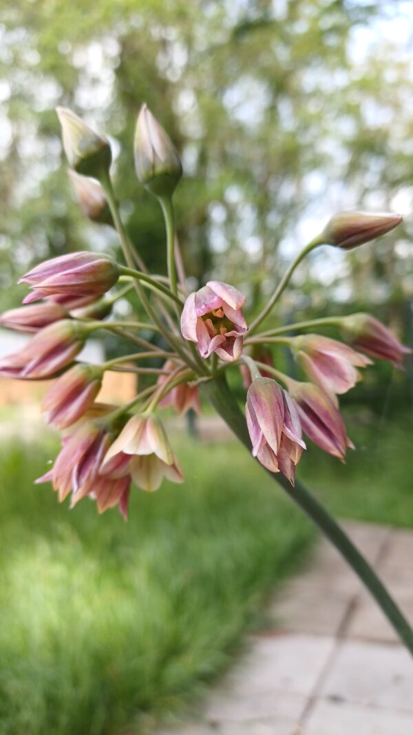 Bulgaarse ui - Nectaroscordum siculum
