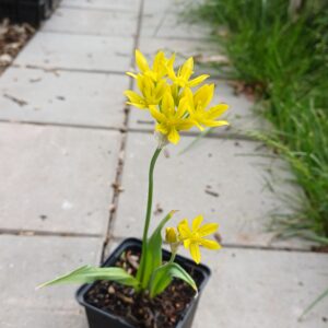 Goudlook - Allium moly - Afbeelding 2