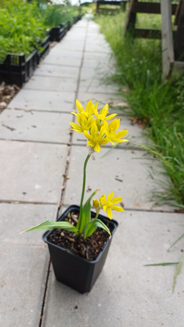 Goudlook - Allium moly