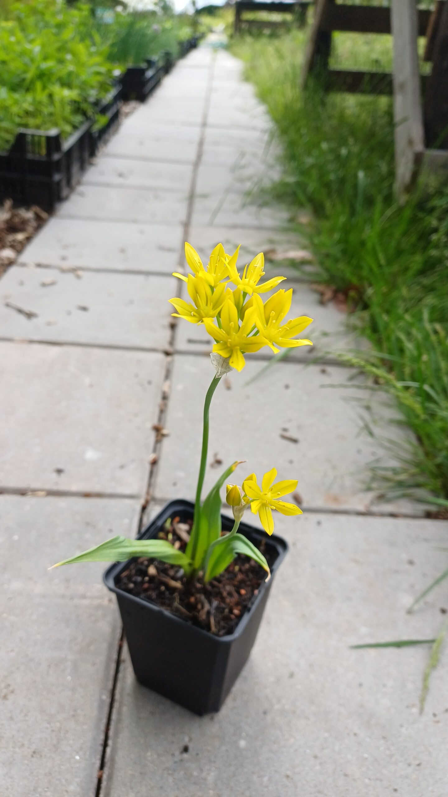 Goudlook - Allium moly - Afbeelding 2