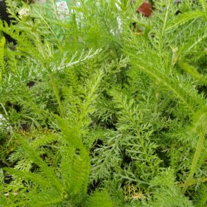 Duizendblad (wit) - Achillea millefolium - Afbeelding 2