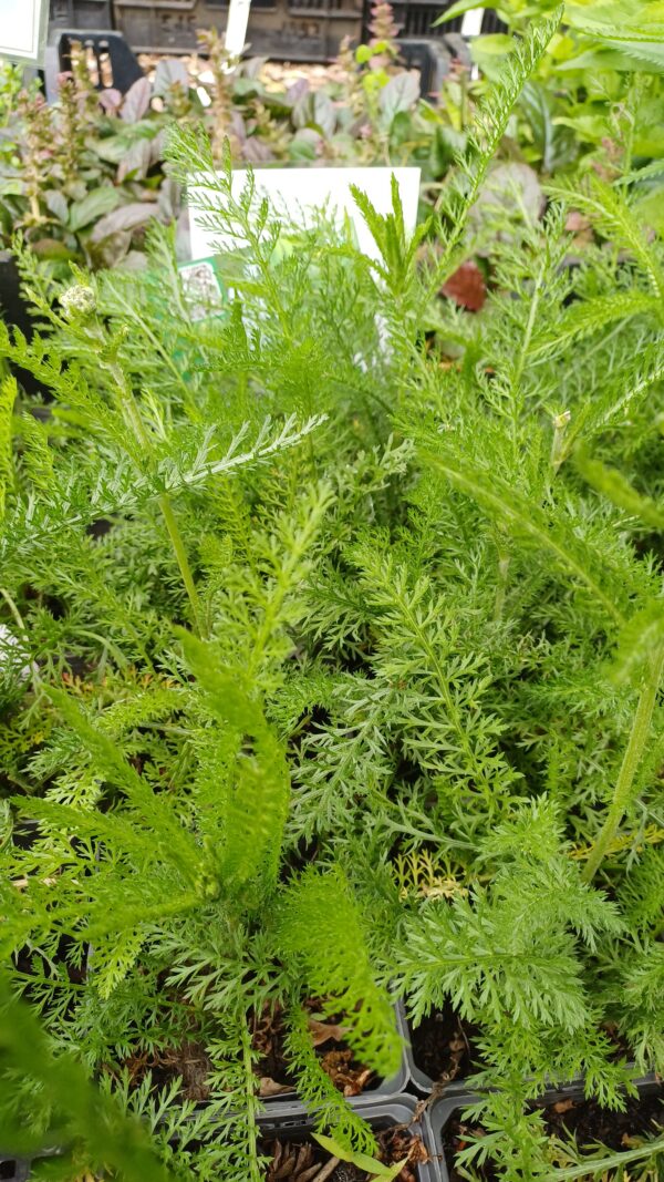 Duizendblad (wit) - Achillea millefolium