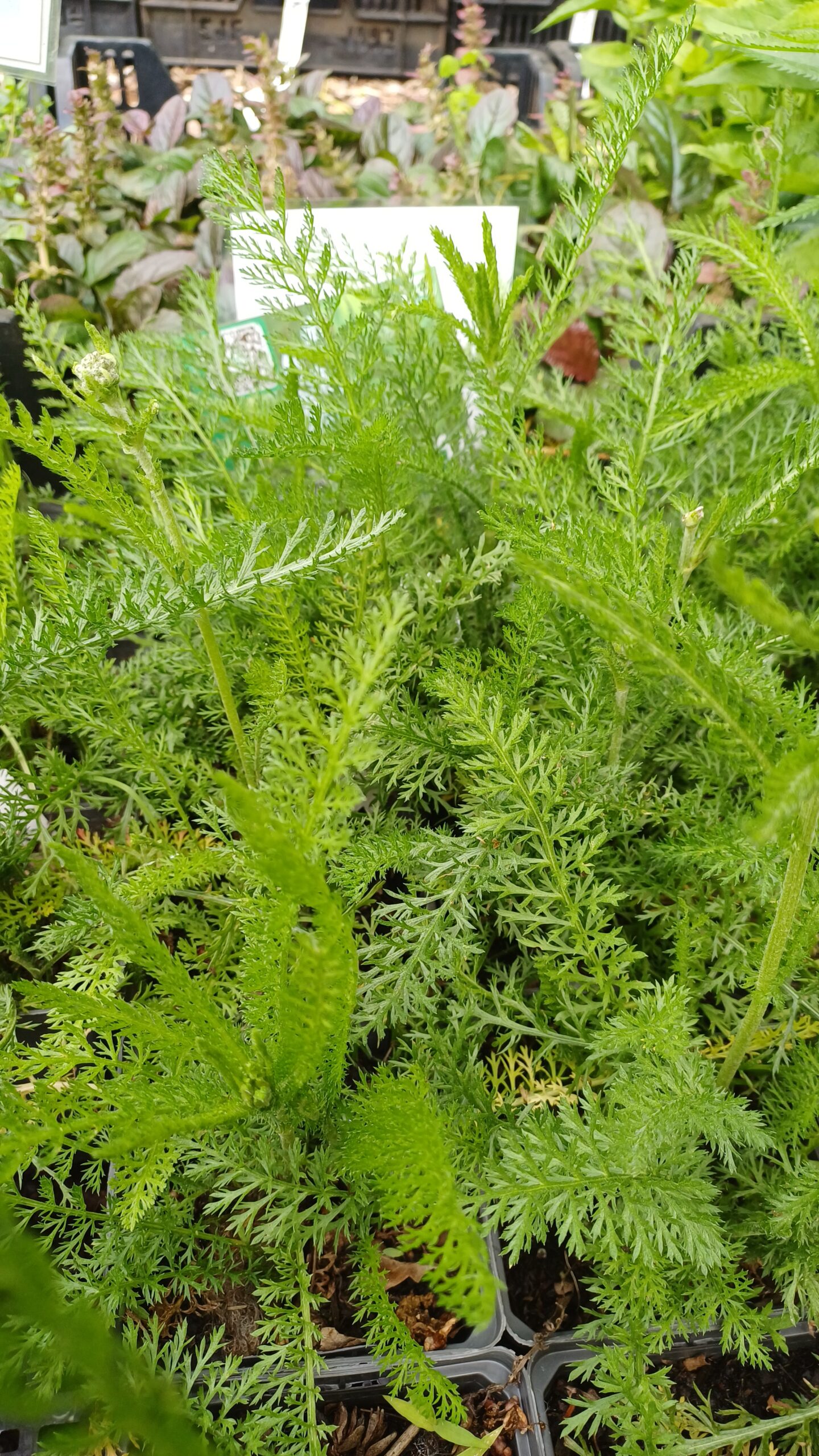 Duizendblad (wit) - Achillea millefolium - Afbeelding 2
