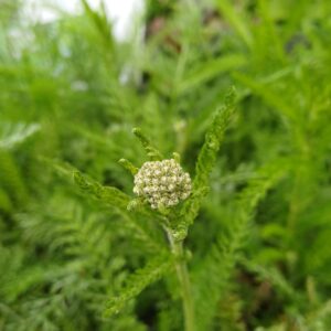 Duizendblad (wit) - Achillea millefolium