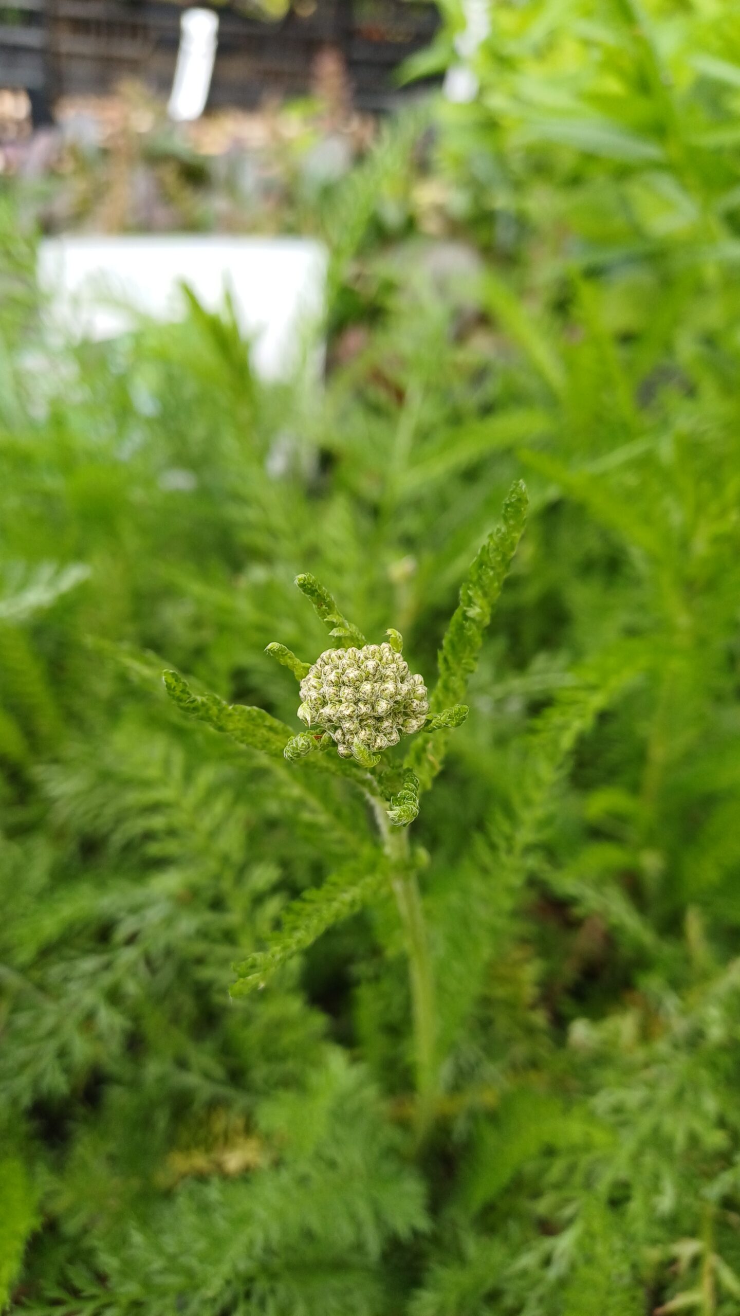 Duizendblad (wit) - Achillea millefolium - Afbeelding 1