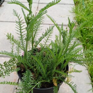 Duizendblad (wit) - Achillea millefolium - Afbeelding 4