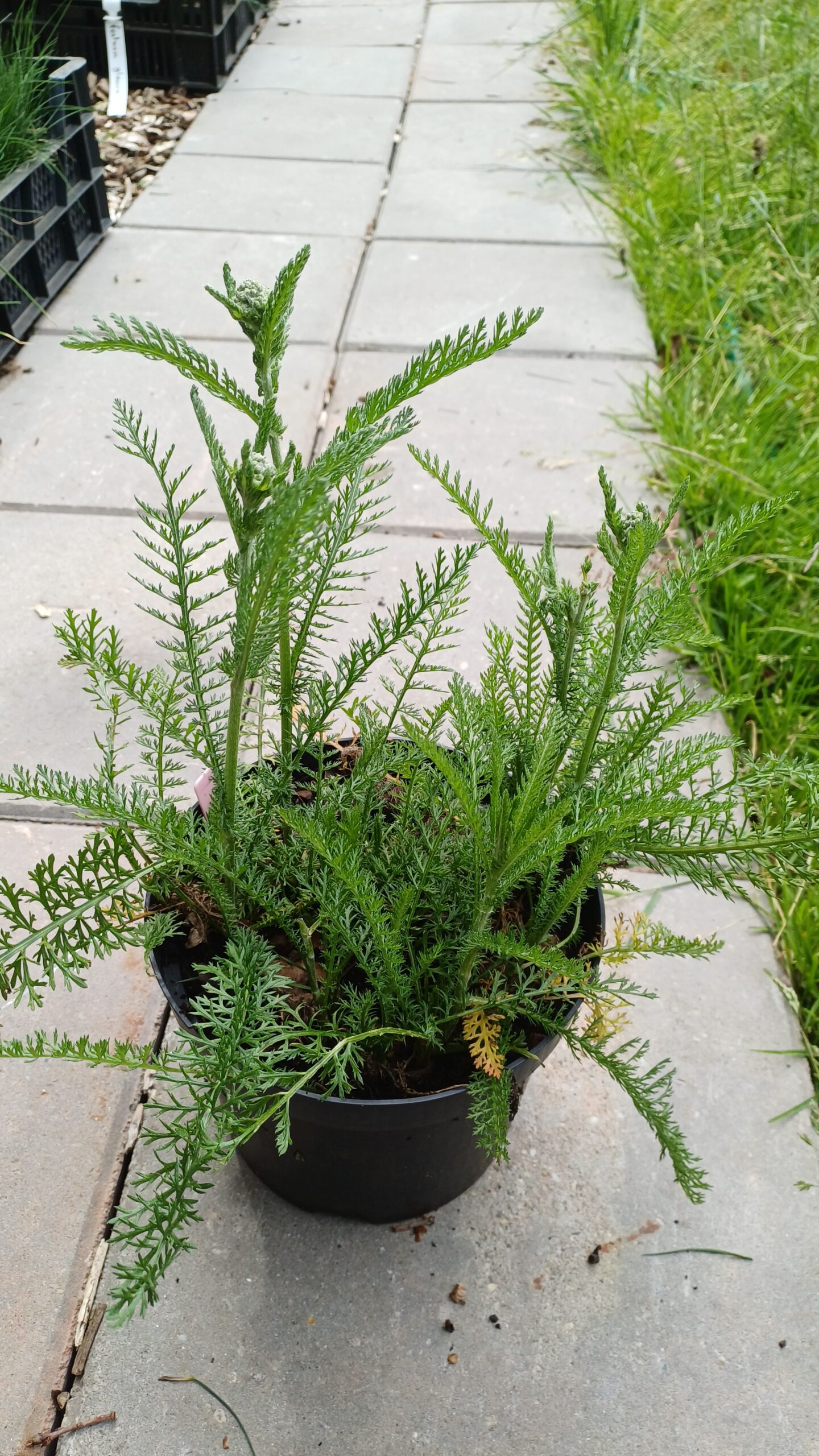 Duizendblad (wit) - Achillea millefolium - Afbeelding 4