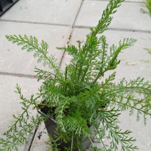 Duizendblad (wit) - Achillea millefolium - Afbeelding 3