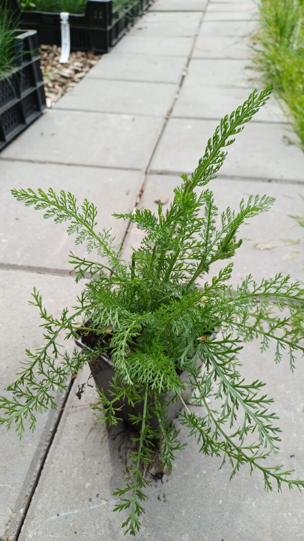 Duizendblad (wit) - Achillea millefolium