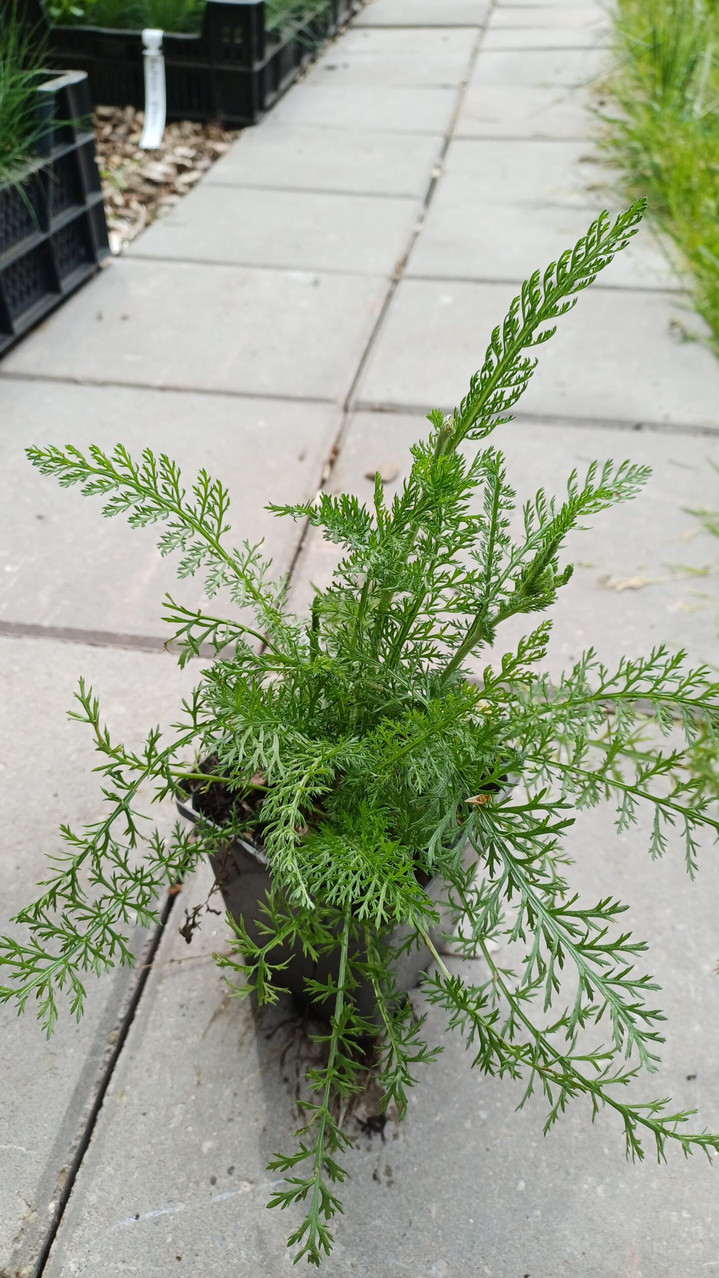 Duizendblad (wit) - Achillea millefolium - Afbeelding 3