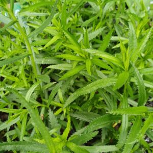 Wilde bertram - Achillea ptarmica