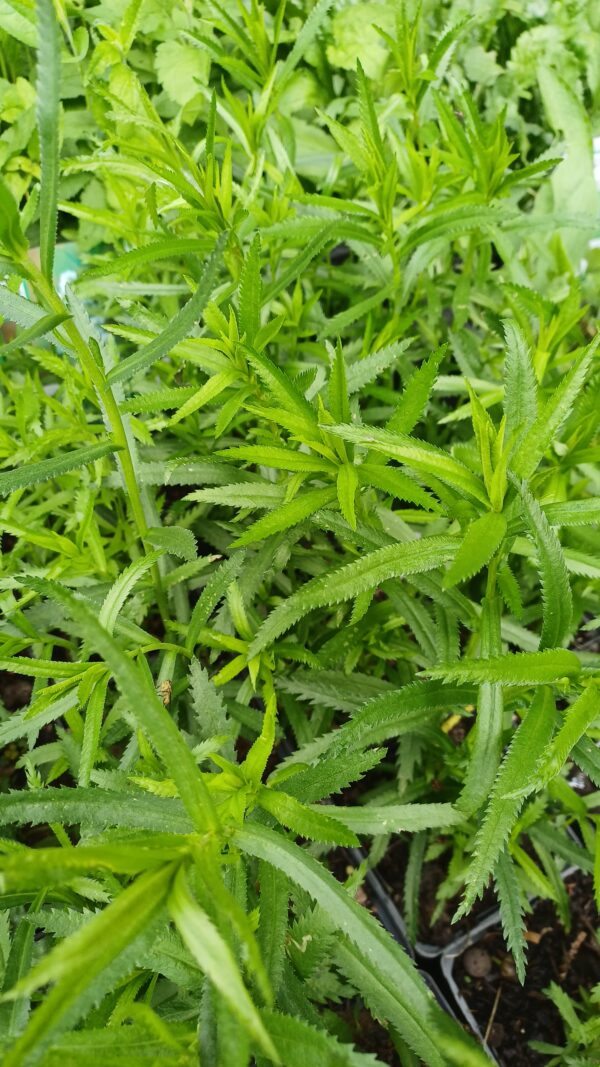 Wilde bertram - Achillea ptarmica
