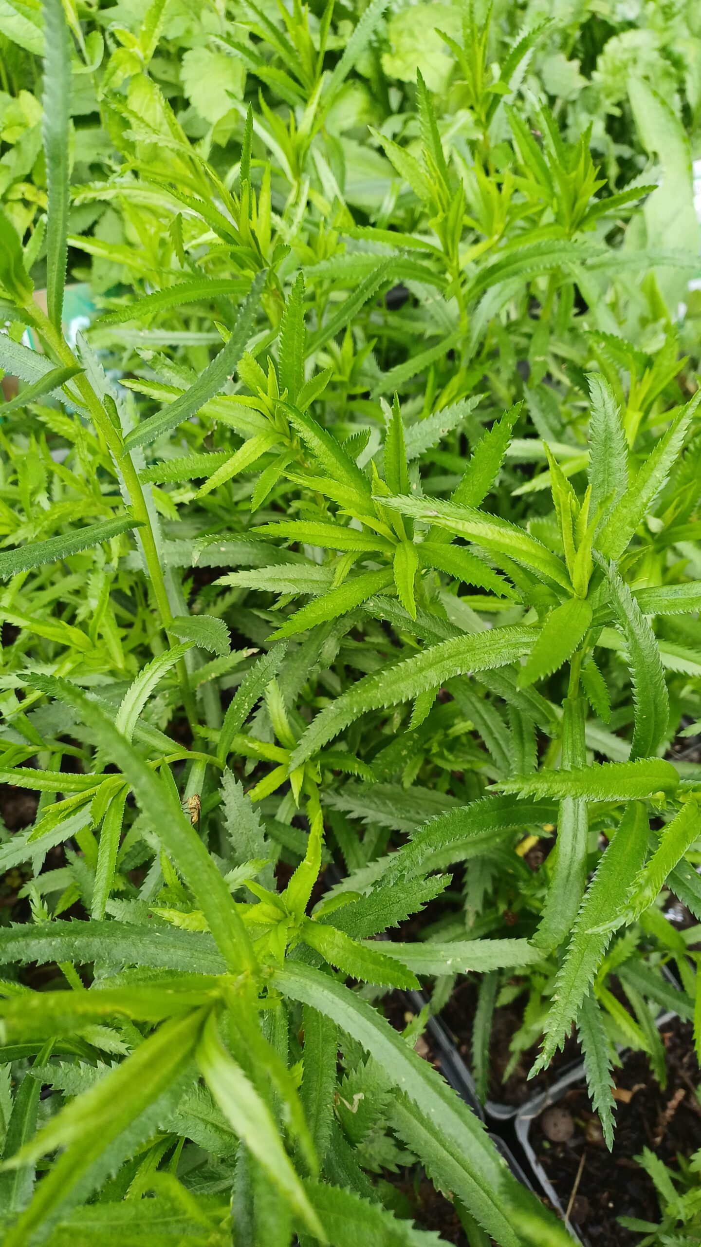 Wilde bertram - Achillea ptarmica - Afbeelding 1
