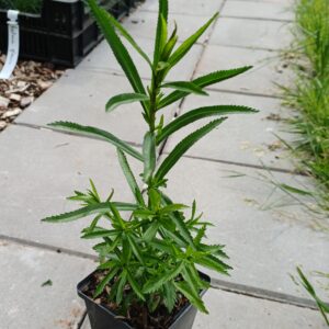 Wilde bertram - Achillea ptarmica - Afbeelding 2