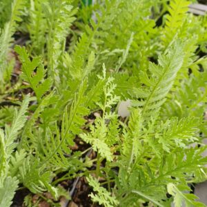 Duizendblad (geel) - Achillea filipendulina 'Cloth of Gold'