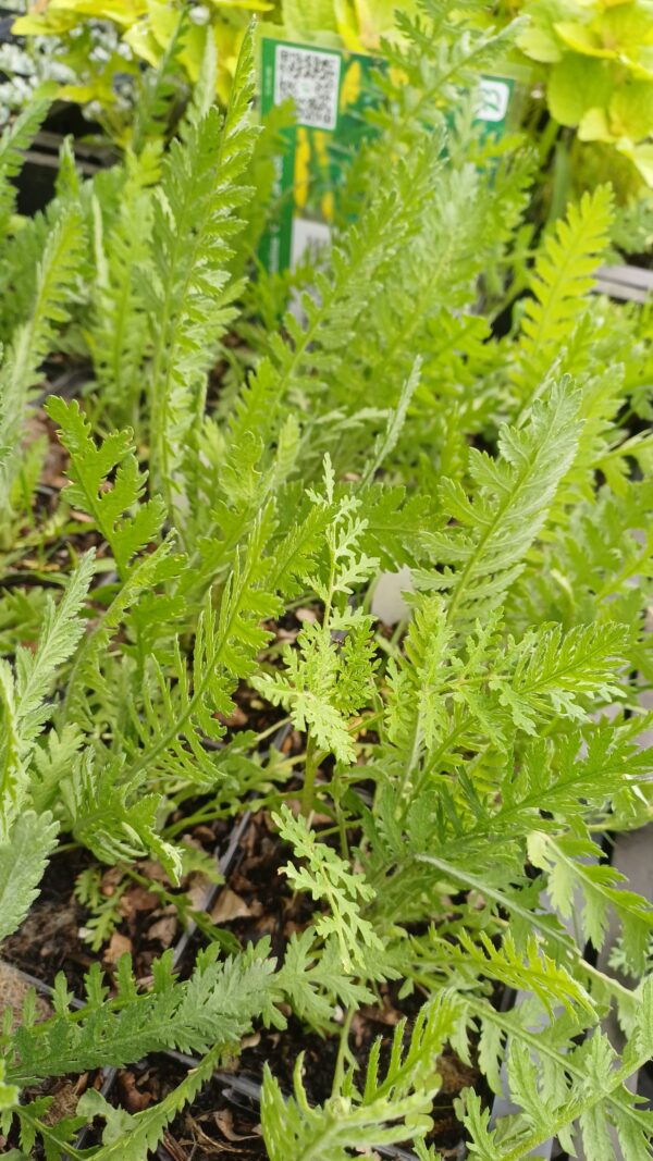 Duizendblad (geel) - Achillea filipendulina 'Cloth of Gold'