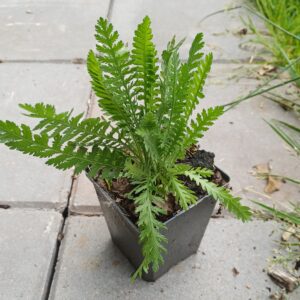 Duizendblad (geel) - Achillea filipendulina 'Cloth of Gold' - Afbeelding 2