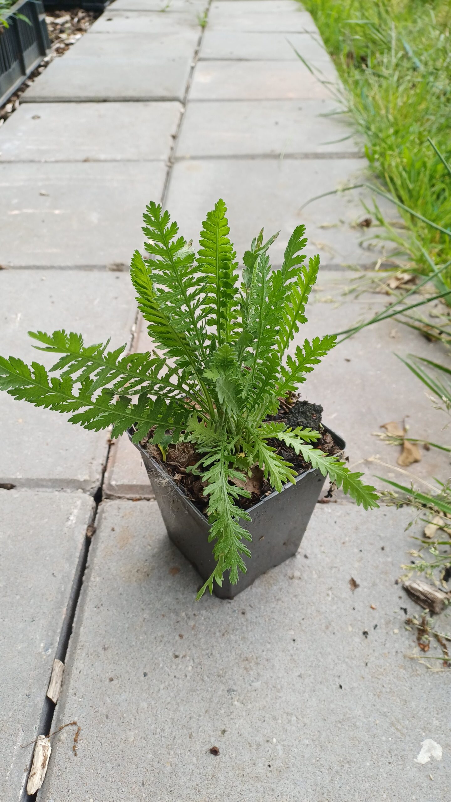 Duizendblad (geel) - Achillea filipendulina 
