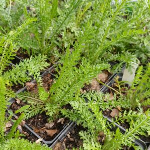 Duizendblad (roze) - Achillea millefolium 'Cerise Queen'