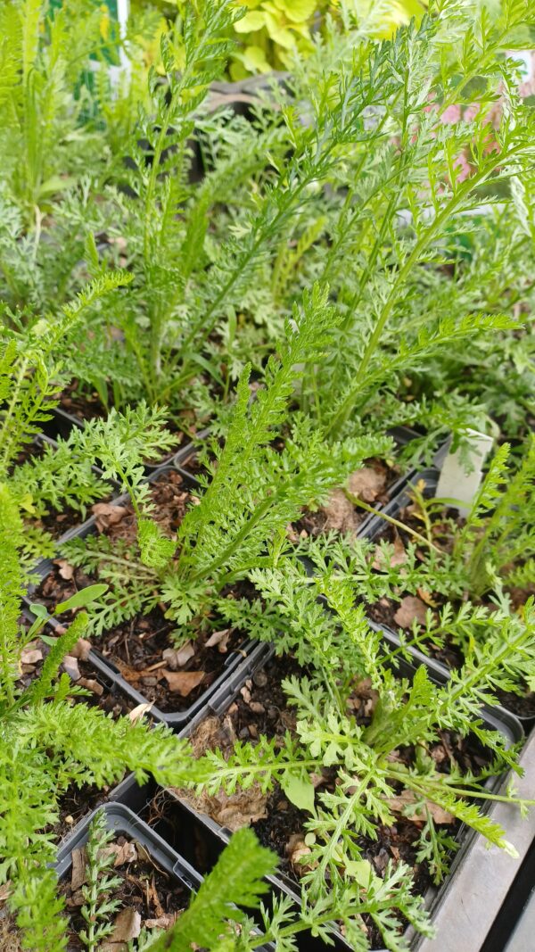 Duizendblad (roze) - Achillea millefolium 'Cerise Queen'