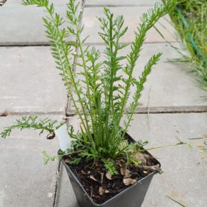 Duizendblad (roze) - Achillea millefolium 'Cerise Queen' - Afbeelding 2