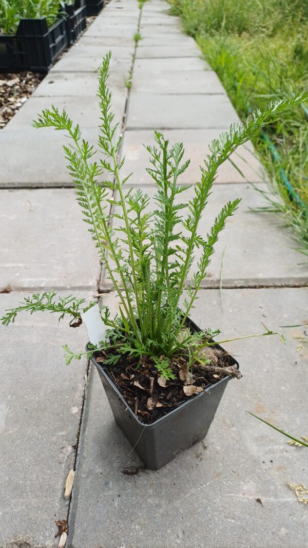 Duizendblad (roze) - Achillea millefolium 'Cerise Queen'