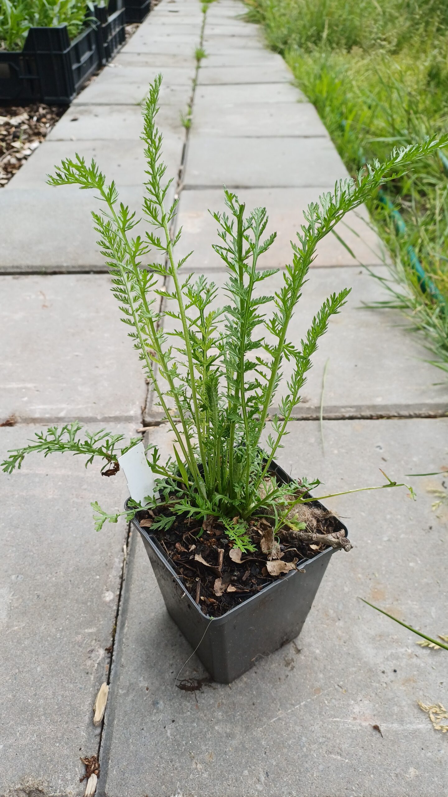 Duizendblad (roze) - Achillea millefolium 