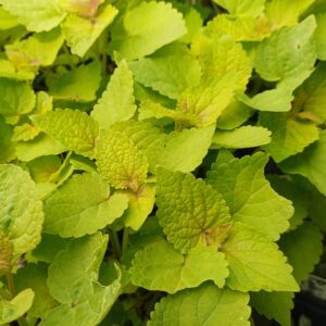 Geelbladige dropplant - Agastache rugosa 'Golden Jubilee'