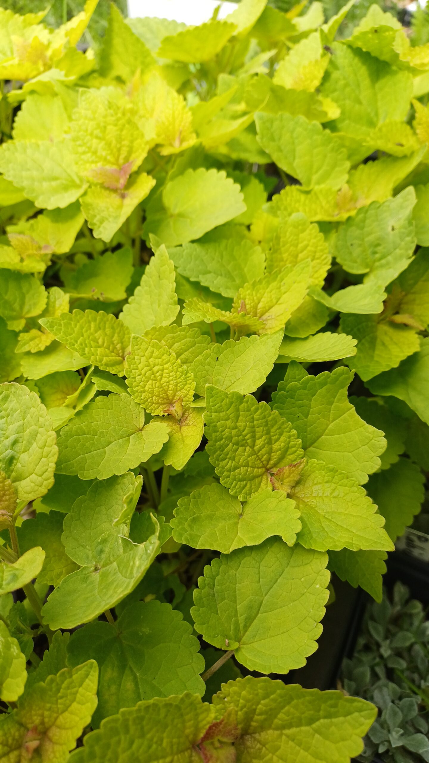 Geelbladige dropplant - Agastache rugosa 