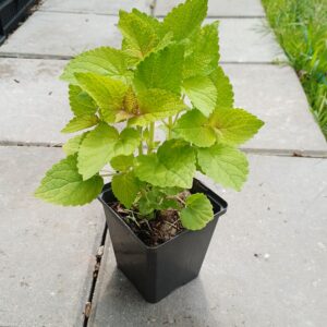 Geelbladige dropplant - Agastache rugosa 'Golden Jubilee' - Afbeelding 2