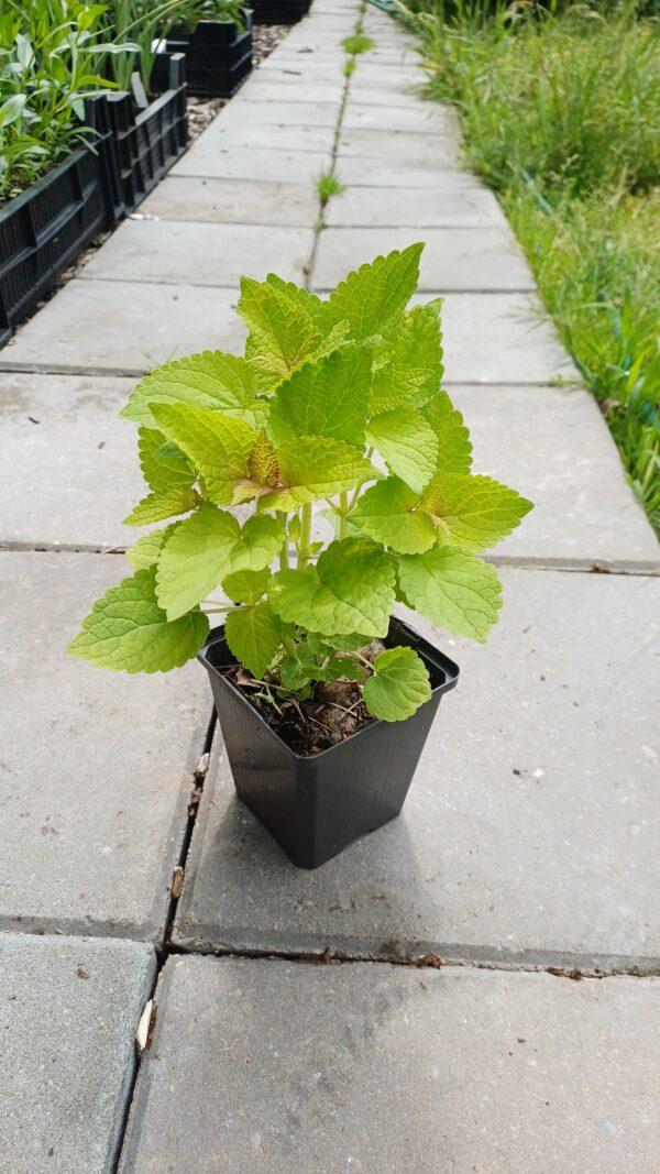 Geelbladige dropplant - Agastache rugosa 'Golden Jubilee'