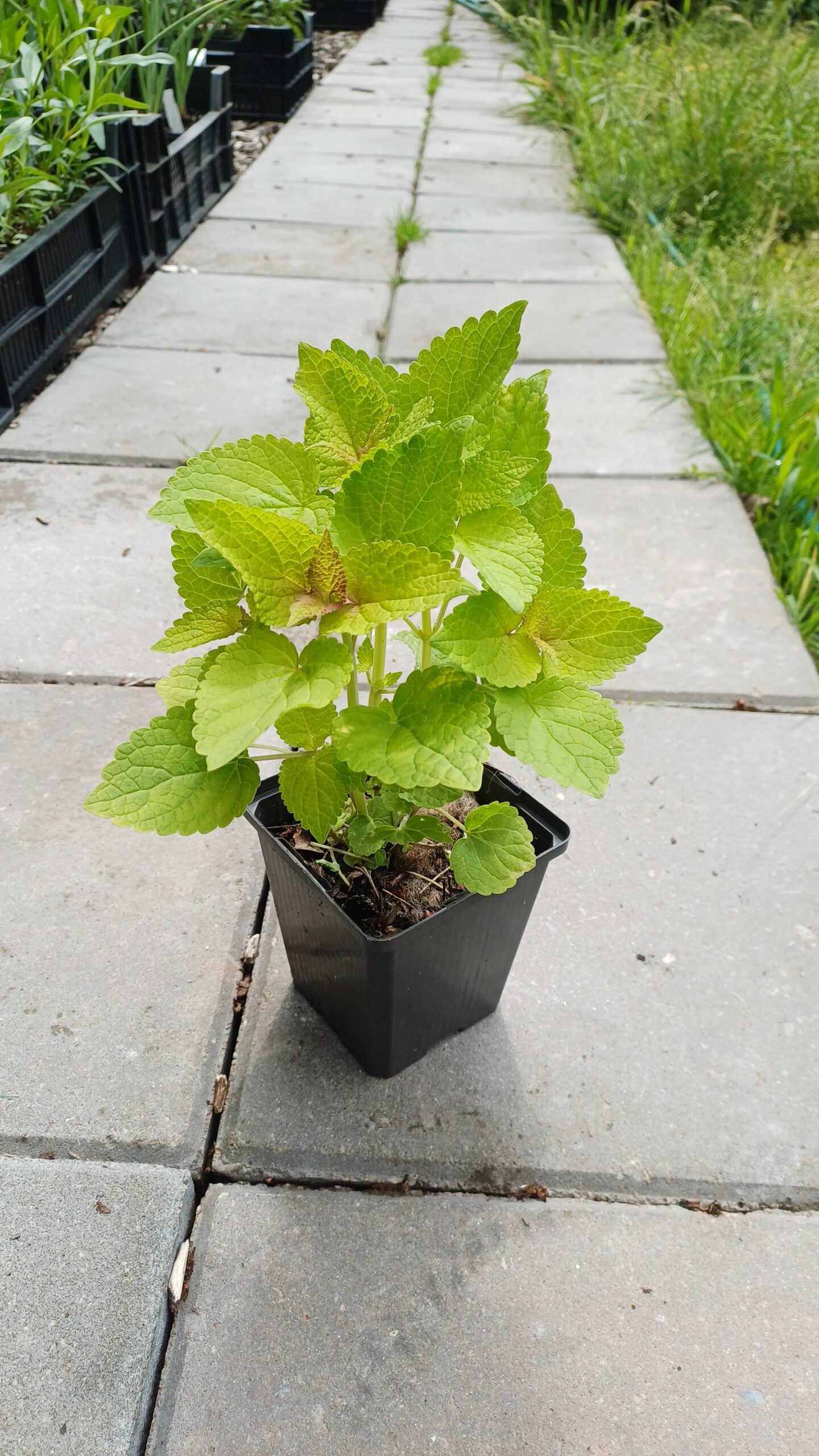 Geelbladige dropplant - Agastache rugosa 