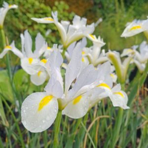 Hollandse lis (wit) - Iris hollandica 'White Van Vliet'