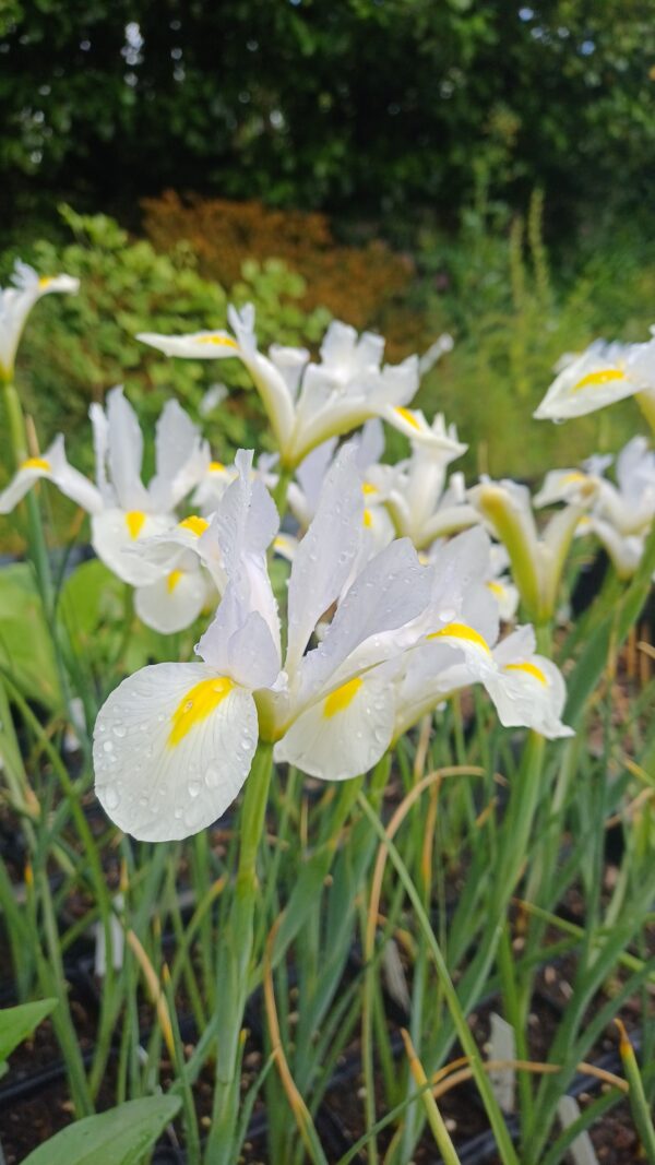 Hollandse lis (wit) - Iris hollandica 'White Van Vliet'