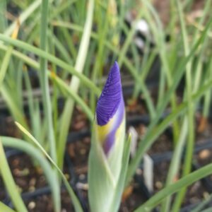 Hollandse lis (blauw) - Iris hollandica 'Blue Magic' - Afbeelding 2