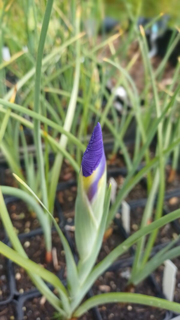 Hollandse lis (blauw) - Iris hollandica 'Blue Magic'
