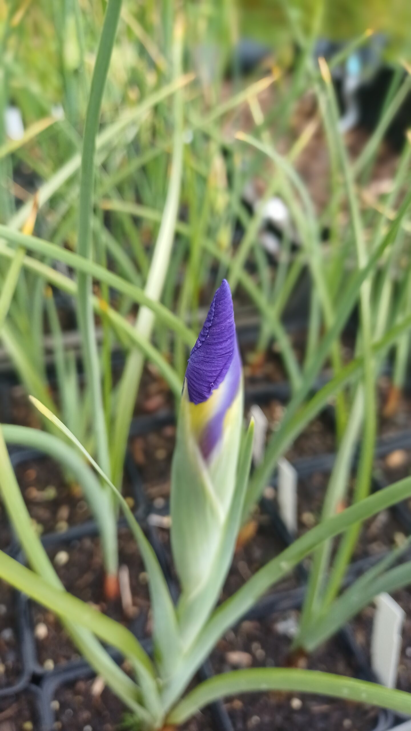 Hollandse lis (blauw) - Iris hollandica 