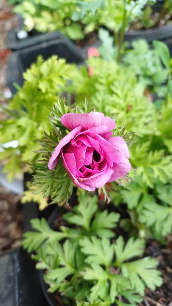 Vaste Planten