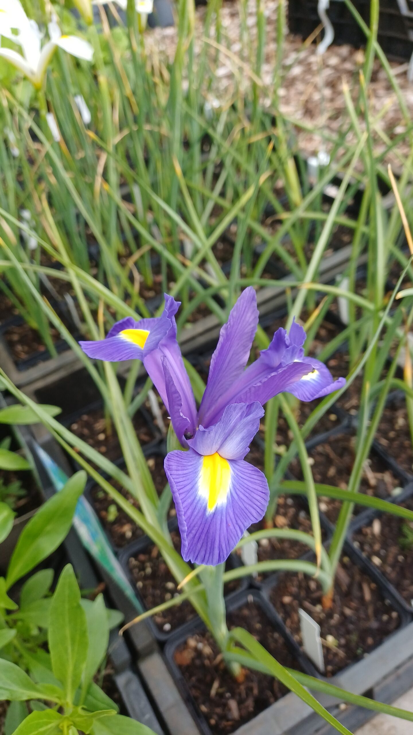 Hollandse lis (blauw) - Iris hollandica 