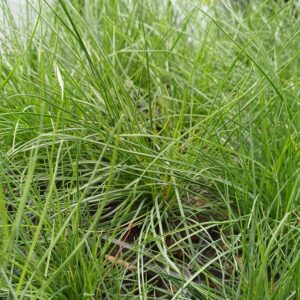 Gewoon schapegras - Festuca ovina