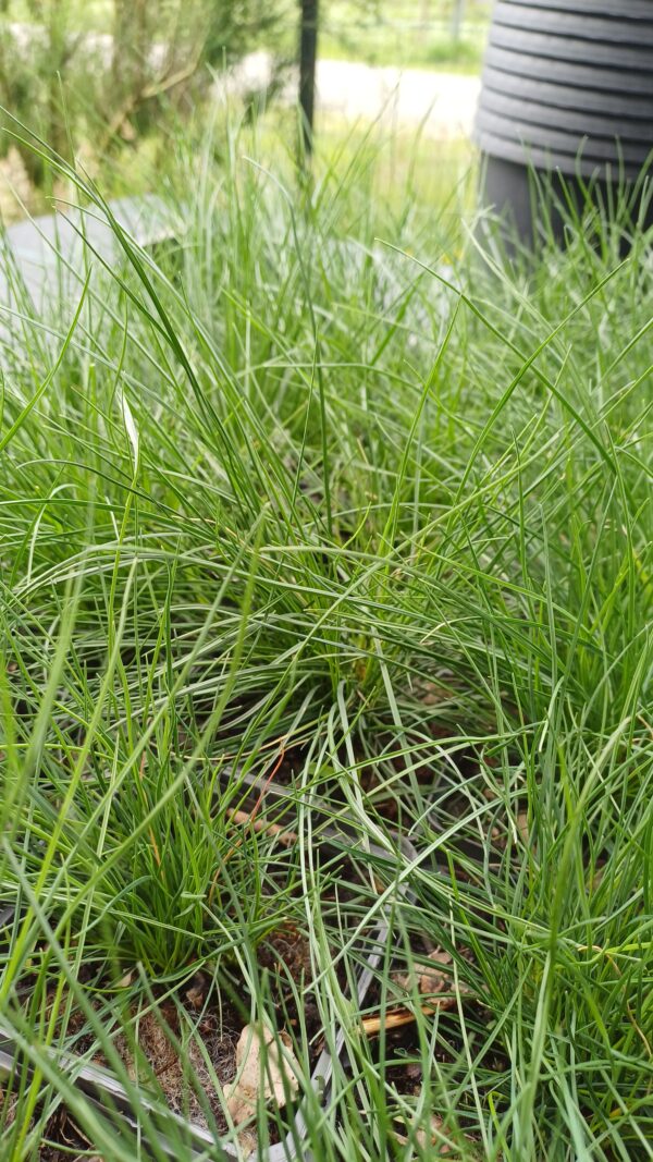 Gewoon schapegras - Festuca ovina