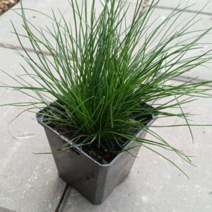 Gewoon schapegras - Festuca ovina - Afbeelding 2