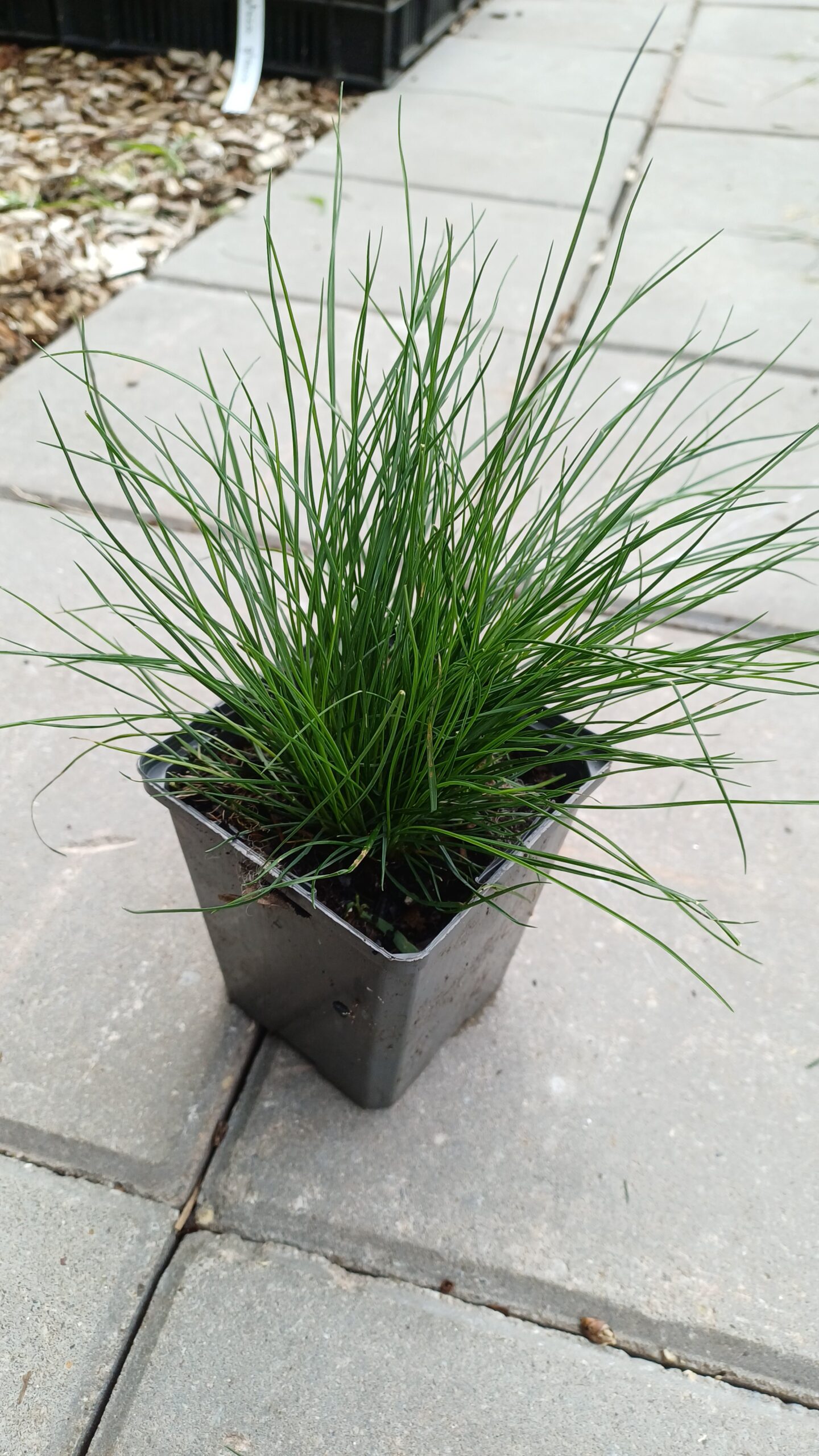 Gewoon schapegras - Festuca ovina - Afbeelding 2