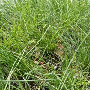Blauw schapegras - Festuca glauca