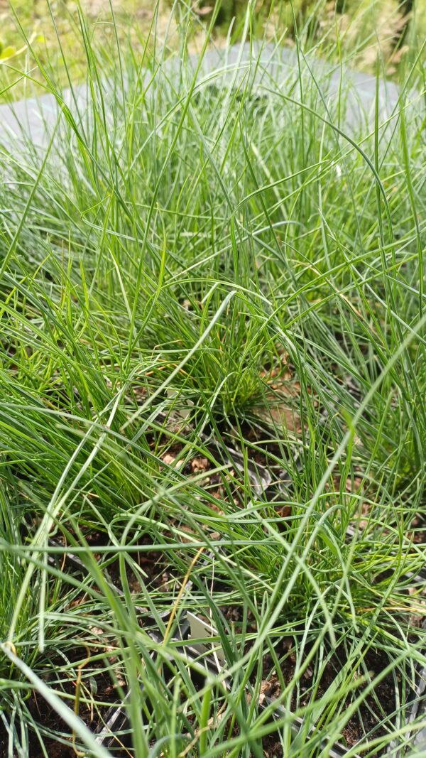 Blauw schapegras - Festuca glauca