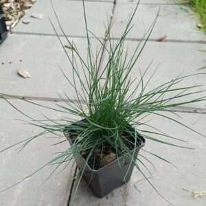 Blauw schapegras - Festuca glauca - Afbeelding 2