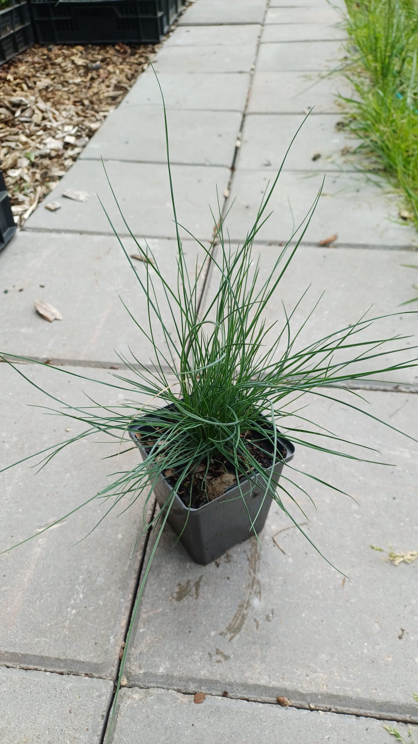 Blauw schapegras - Festuca glauca - Afbeelding 2
